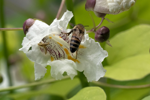 Bee visiting the flower from the Catalpa bignoides Aurea - Golden Indian Bean tree